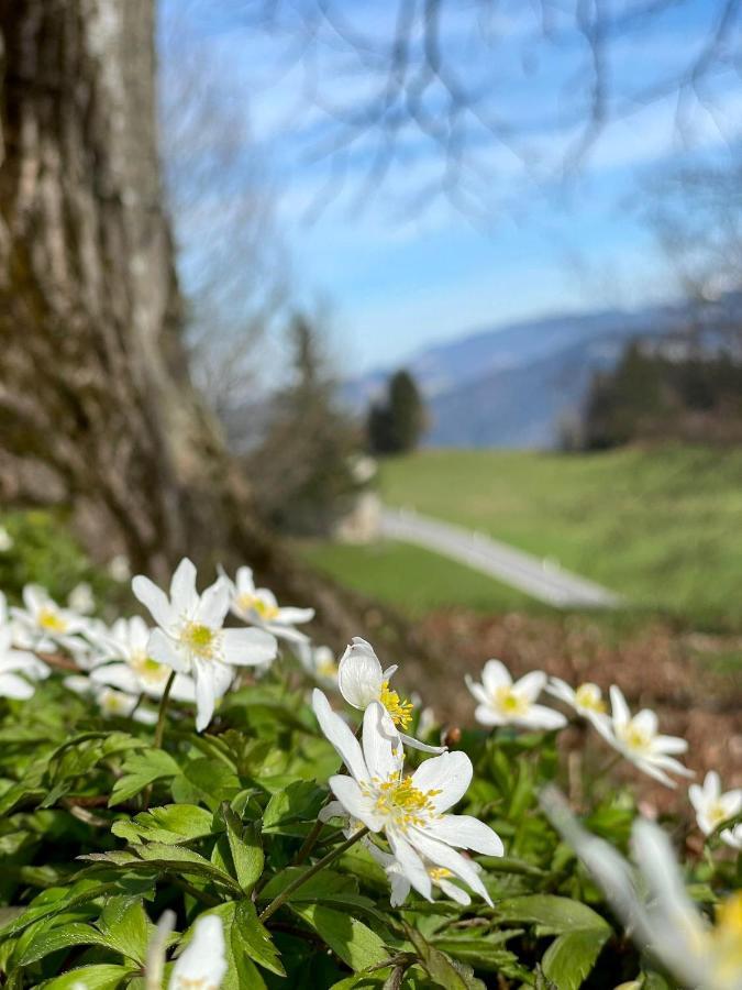 Fruehstueckspension Bilgeri Sulzberg  Eksteriør billede